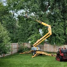 Best Tree Removal  in La Porte City, IA