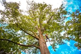 Best Tree Health Inspection  in La Porte City, IA