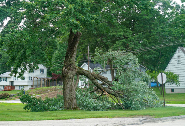 Best Storm Damage Tree Cleanup  in La Porte City, IA