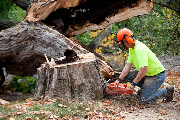 Best Emergency Tree Removal  in La Porte City, IA