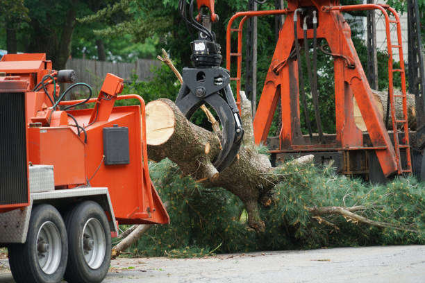 Best Tree Risk Assessment  in La Porte City, IA