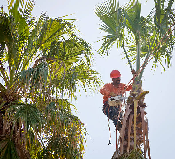  La Porte City, IA Tree Care Services Pros