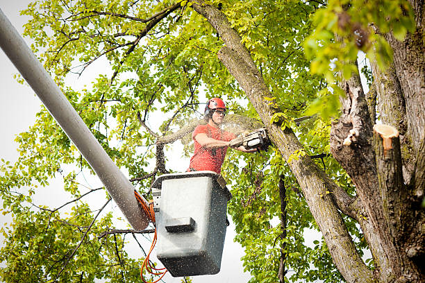 Best Palm Tree Trimming  in La Porte City, IA