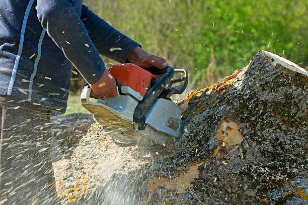 Best Commercial Tree Services  in La Porte City, IA